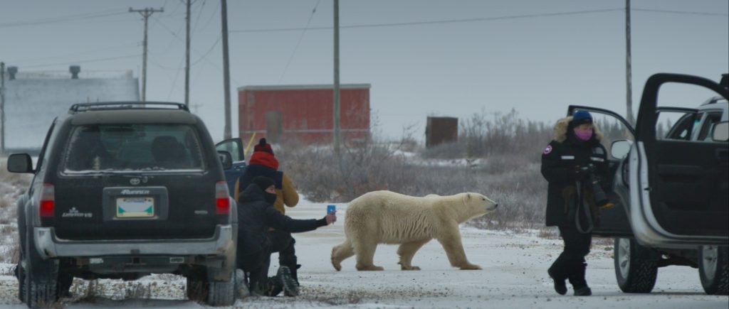 A screenshot of the short film "Nuisance Bear" by Jack Weisman. It depicts a polar bear walking in the street beside a car, with people filming it.