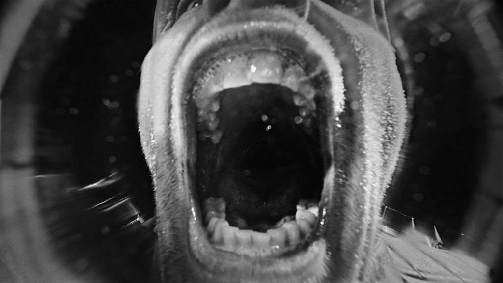 Fotogramma tratto dal corto Night of the living dicks, raffigurante un primo piano di una bocca di un uomo aperta, come durante un urlo