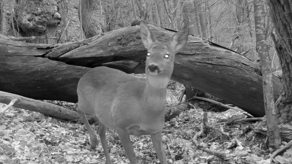 Immagine di un cerbiatto filmano con fotocamere di sicurezza